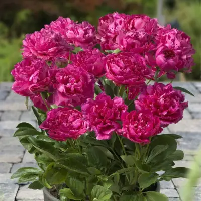 Пион ЛОНДОН травянистый в Слониме