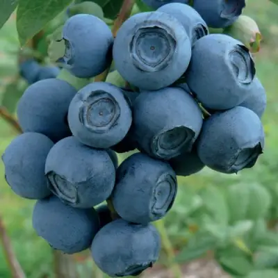 Голубика РУБЕЛ в Слониме