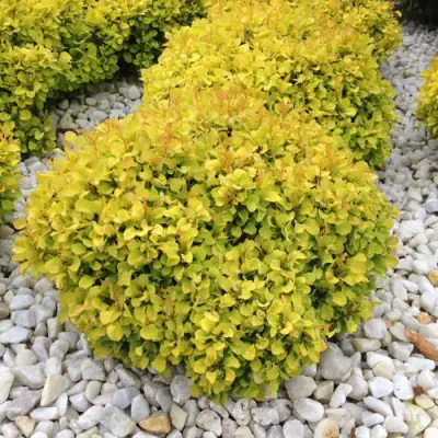 Барбарис БОНАНЗА ГОЛД тунберга в Слониме