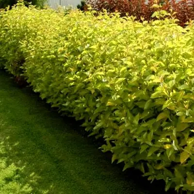 Комплект ДАРТС ГОЛД в Слониме