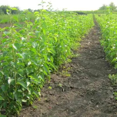 Подвой черешни ДИКАЯ ЧЕРЕШНЯ в Слониме