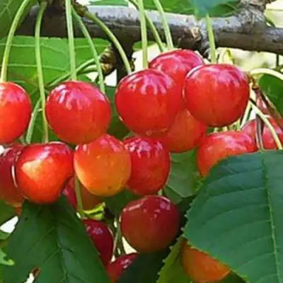 Черешня ДОНЧАНКА в Слониме