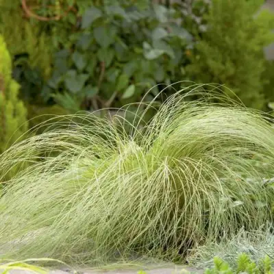 Осока ФРОСТЕД КЕРЛЗ в Слониме