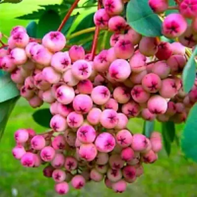 Рябина ПИНК сладкоплодная в Слониме