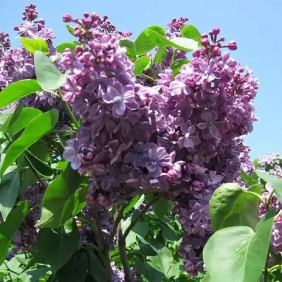 Сирень ВИОЛЕТТА в Слониме