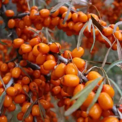 Облепиха ВОРОБЬЕВСКАЯ в Слониме