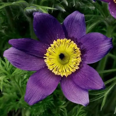 Прострел ПИНВИЛ БЛЮ ШЕЙДЕС в Слониме