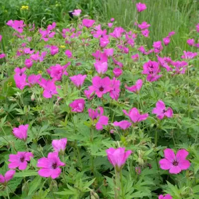 Герань РЕД АДМИРАЛ гибридная в Слониме