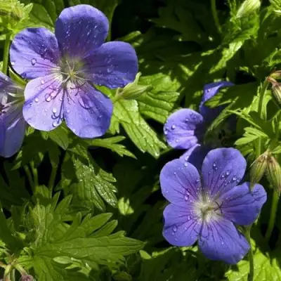 Герань БРУКСАЙД гибридная в Слониме