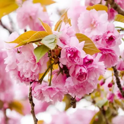 Сакура КАНЗАН в Слониме