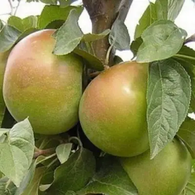 Яблоня БЕЛАНА в Слониме