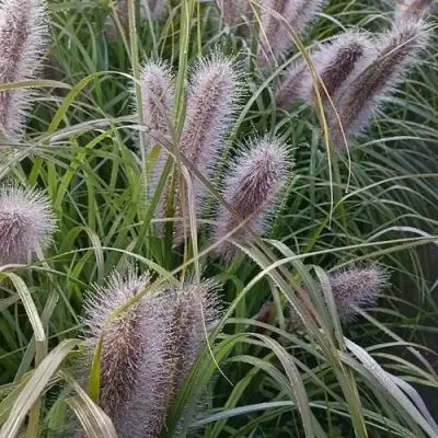 Пеннисетум БЛЭК БЬЮТИ в Слониме