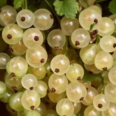 Смородина белая СМОЛЬЯНИНОВСКАЯ в Слониме