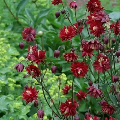 Аквилегия РУБИ ПОРТ обыкновенная в Слониме