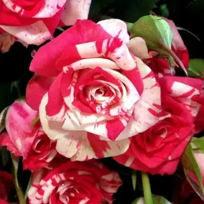 Роза ФАЙЕР ВОРКС миниатюрная в Слониме