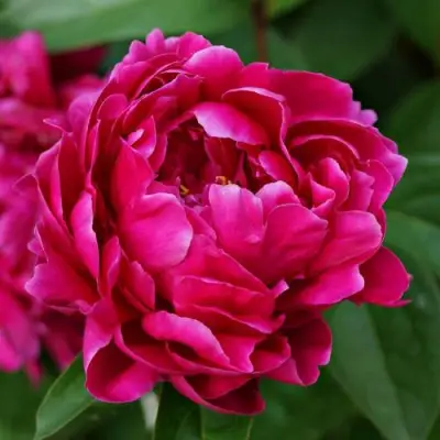 Пион ЛУИ ВАН-ГУТТ травянистый в Слониме