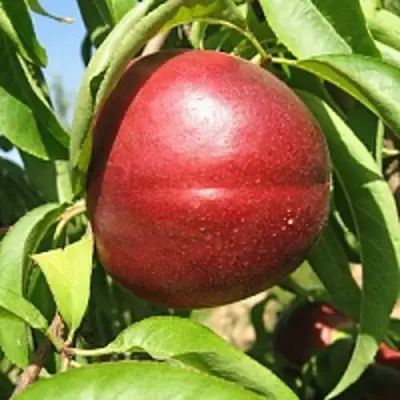 Нектарин ФАНТАЗИЯ в Слониме