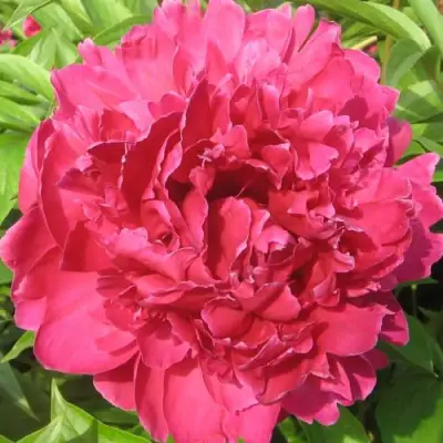 Пион ПУРПУРНЫЙ ФЕНИКС травянистый в Слониме