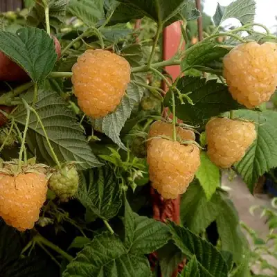 Малина ЗЮГАНА ЗОЛОТАЯ в Слониме