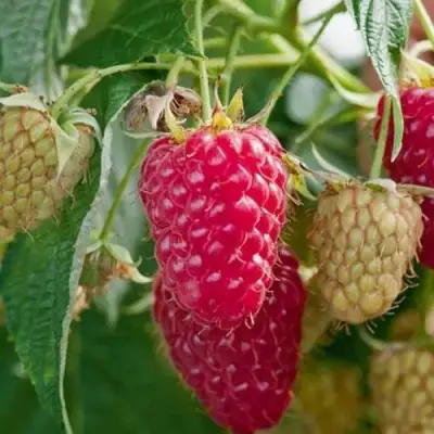 Малина МАРАСТАР в Слониме