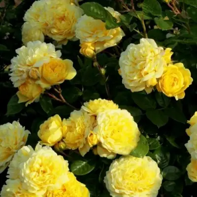 Роза АНИ ДЮПРЕЙ флорибунда в Слониме