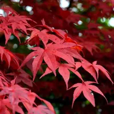 Клен гиннала  в Слониме