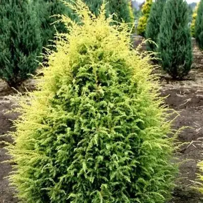 Можжевельник ГОЛД КОН обыкновенный в Слониме