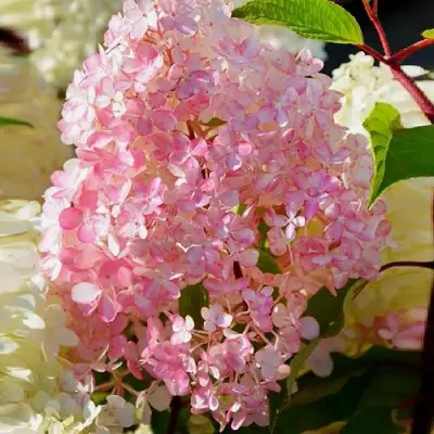 Гортензия ДИАМАНТИНО метельчатая в Слониме