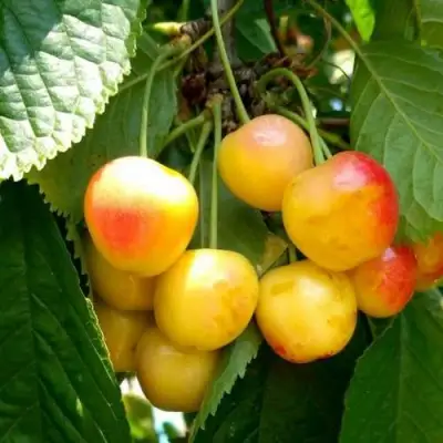 Черешня ЯНТАРНАЯ в Слониме