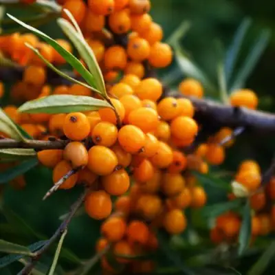 Облепиха МОСКОВСКАЯ ПРОЗРАЧНАЯ в Слониме