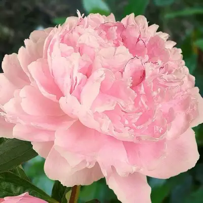 Пион САРА БЕРНАРД травянистый в Слониме