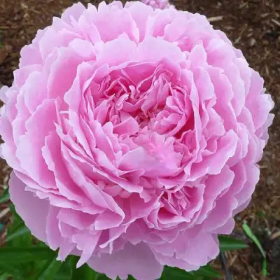 Пион ДЖАКОРМА травянистый в Слониме