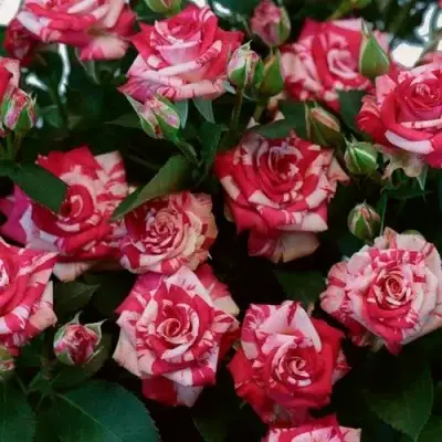 Роза ФАЙЕР ВОРКС миниатюрная в Слониме