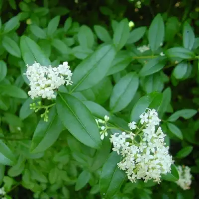 Бирючина обыкновенная АТРОВИРЕНС в Слониме