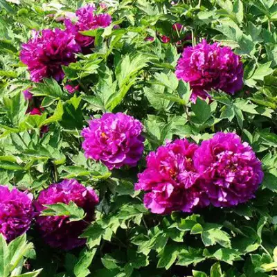 Пион ОРНАМЕНТ древовидный в Слониме