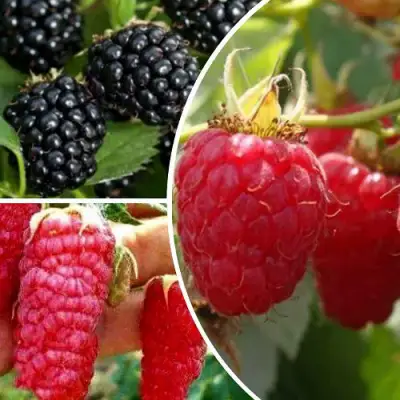 Комплект ЯГОДНЫЙ МИКС в Слониме