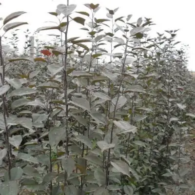 Подвой яблони 54-118 в Слониме