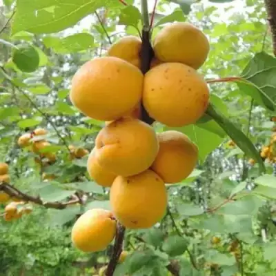 Абрикос ДЕСЕРТНЫЙ ГОЛУБЕВА в Слониме