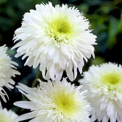 Нивяник ФИОНА ГОГХИЛЛ великолепный в Слониме