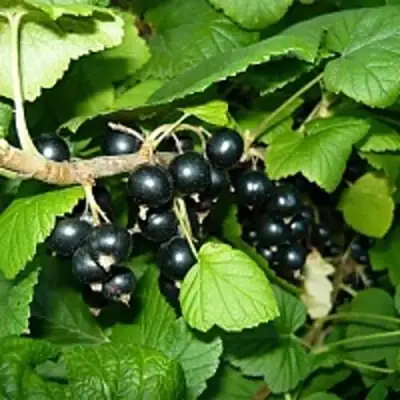 Смородина чёрная ВЕЛОЙ (ЛЕНИНГРАДСКАЯ СЛАДКАЯ) в Слониме