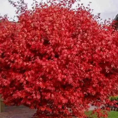 Клен гиннала  в Слониме