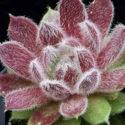 Молодило ТАРАНТУЛА в Слониме