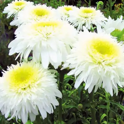 Нивяник ФИОНА ГОГХИЛЛ великолепный в Слониме