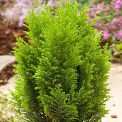 Кипарисовик ЭЛВУДИ ГОЛД лавсона в Слониме