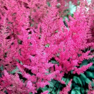 Астильба ЭЛИЗАБЕТ ВАН ВИН японская в Слониме