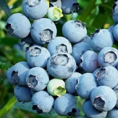 Голубика ПУРУ в Слониме