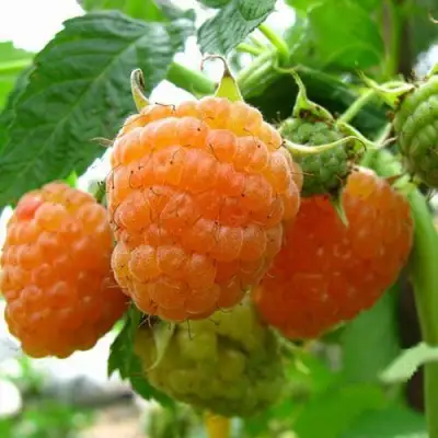 Малина ремонтантная Золотые купола