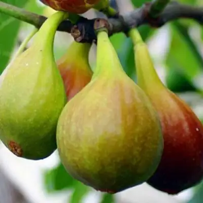 Инжир ДАЛМАТСКИЙ в Слониме