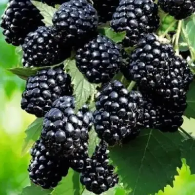 Ежевика АПАЧИ бесшипная  в Слониме