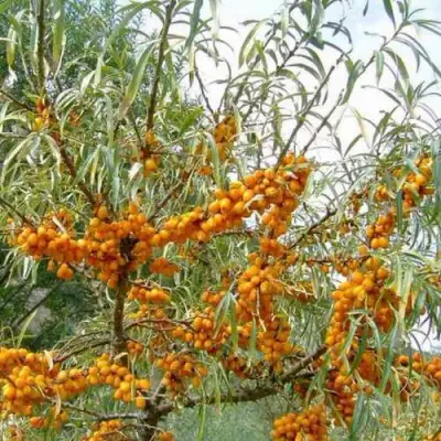 Облепиха ДАР МГУ в Слониме